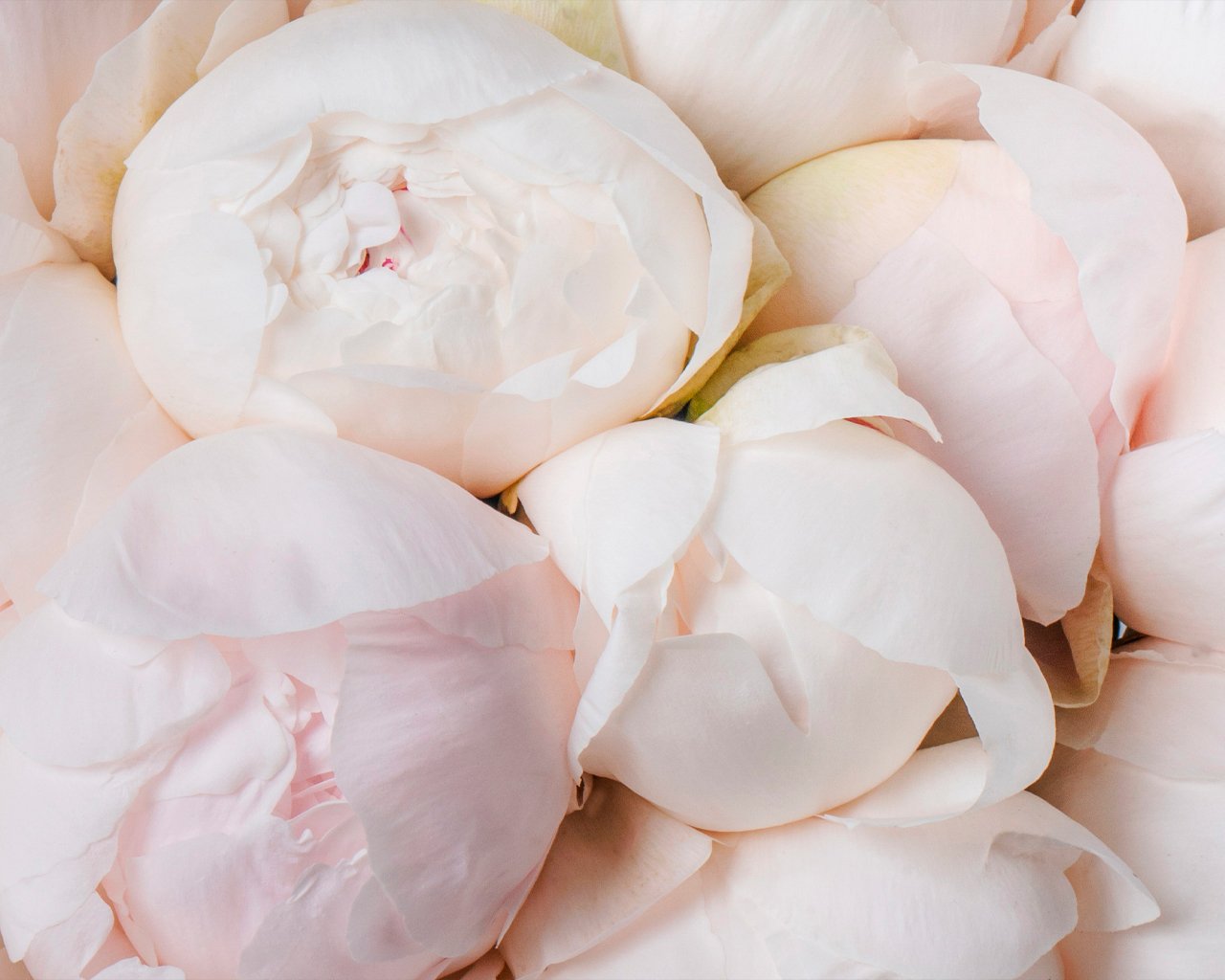 Букет из 25 белых пионов (Premium) под ленту - 4