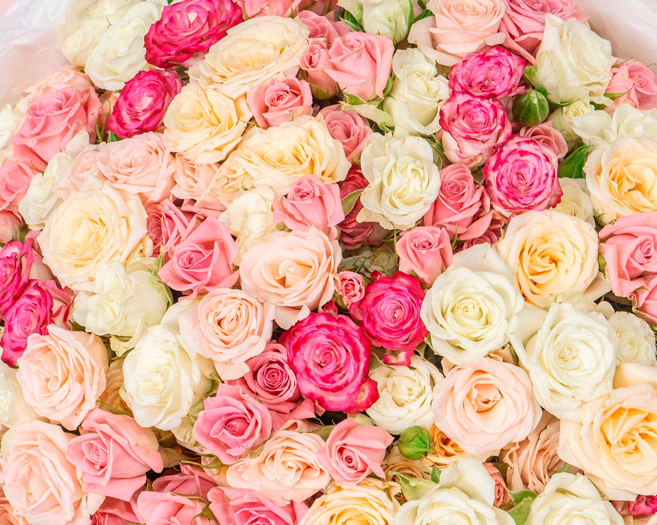 Букет из 35 кустовых роз нежный микс 40 см (Кения) в стильной упаковке - 4