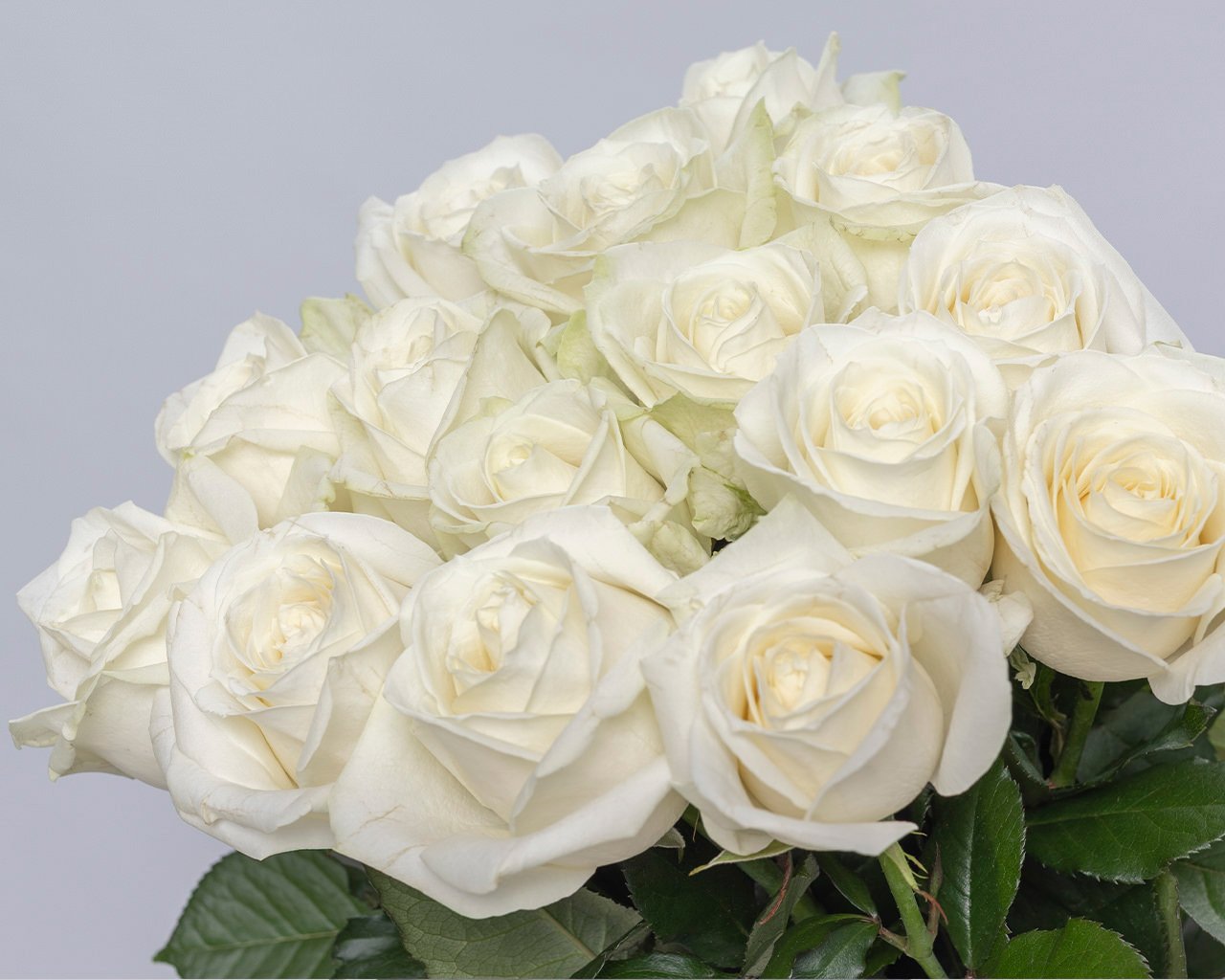 Букет из 15 белых роз 50-60 см (Россия) под атласную ленту - 4