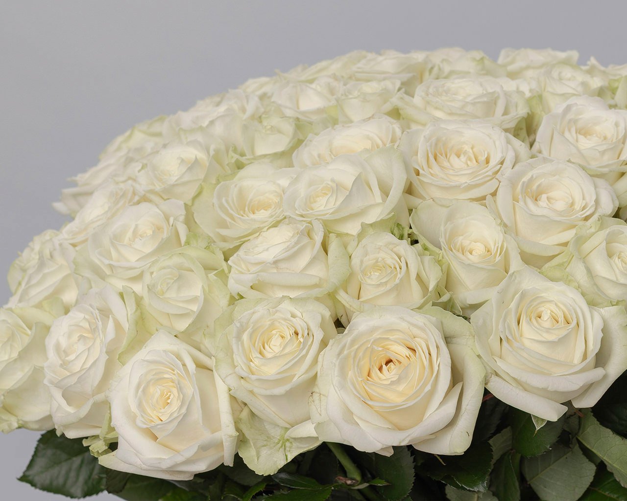 Букет из 51 белой розы 50-60 см (Россия) под ленту - 4