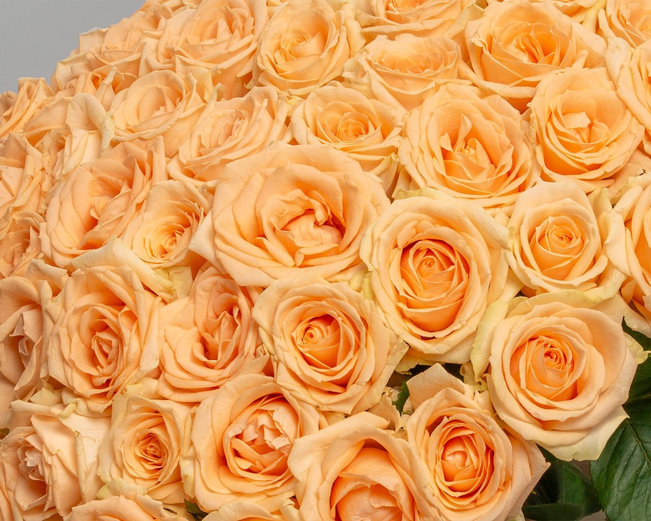 Букет из 51 кремовой розы 35-40 см (Россия) под ленту - 4