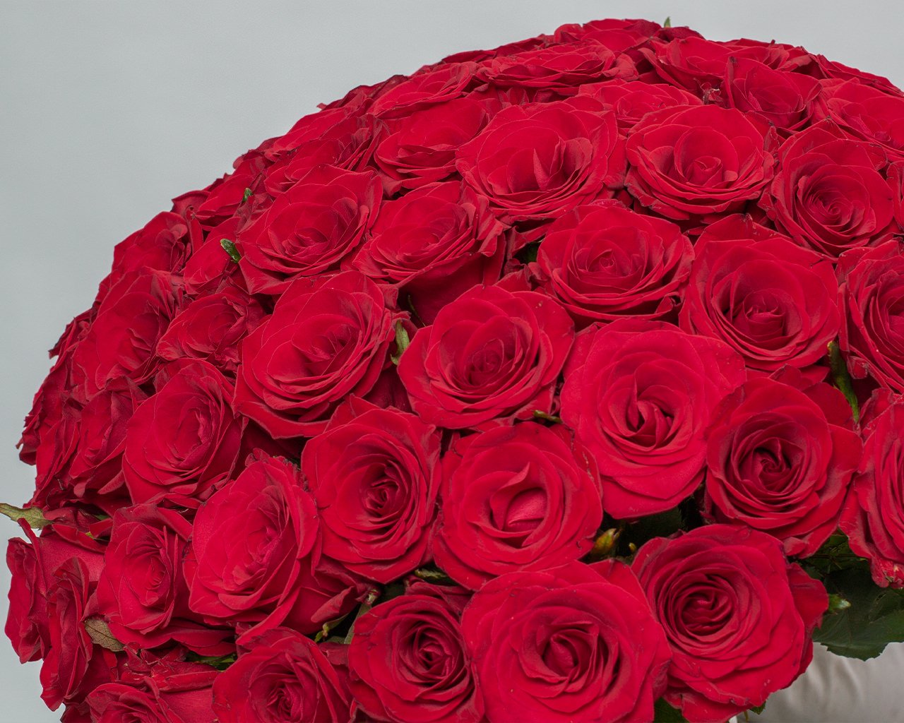 Букет из 51 красной розы 50-60 см (Россия) под ленту - 4