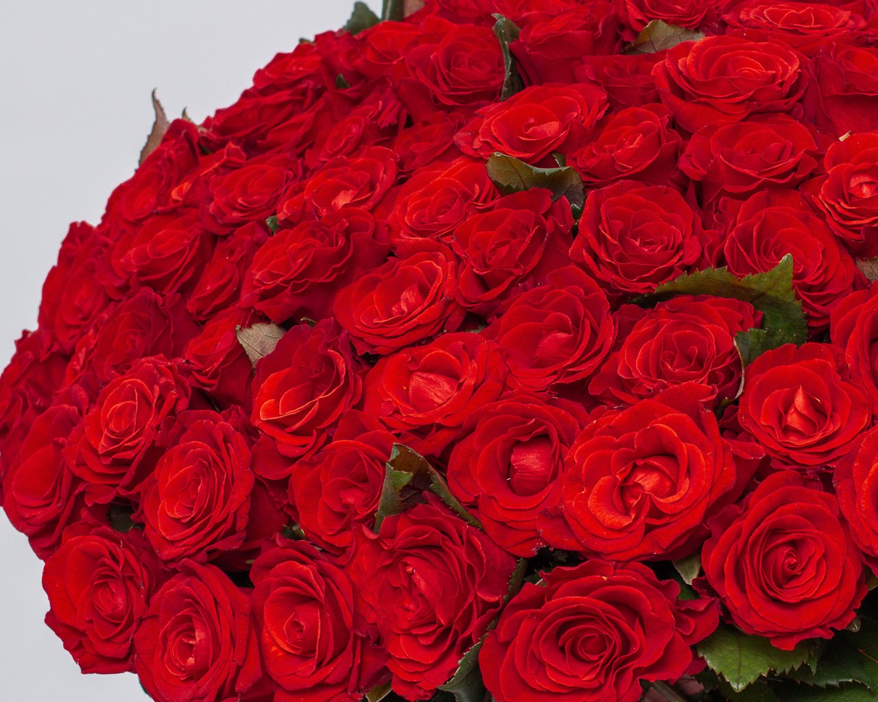 Букет из 101 красной махровой розы 35-40 см (Россия) под ленту - 4