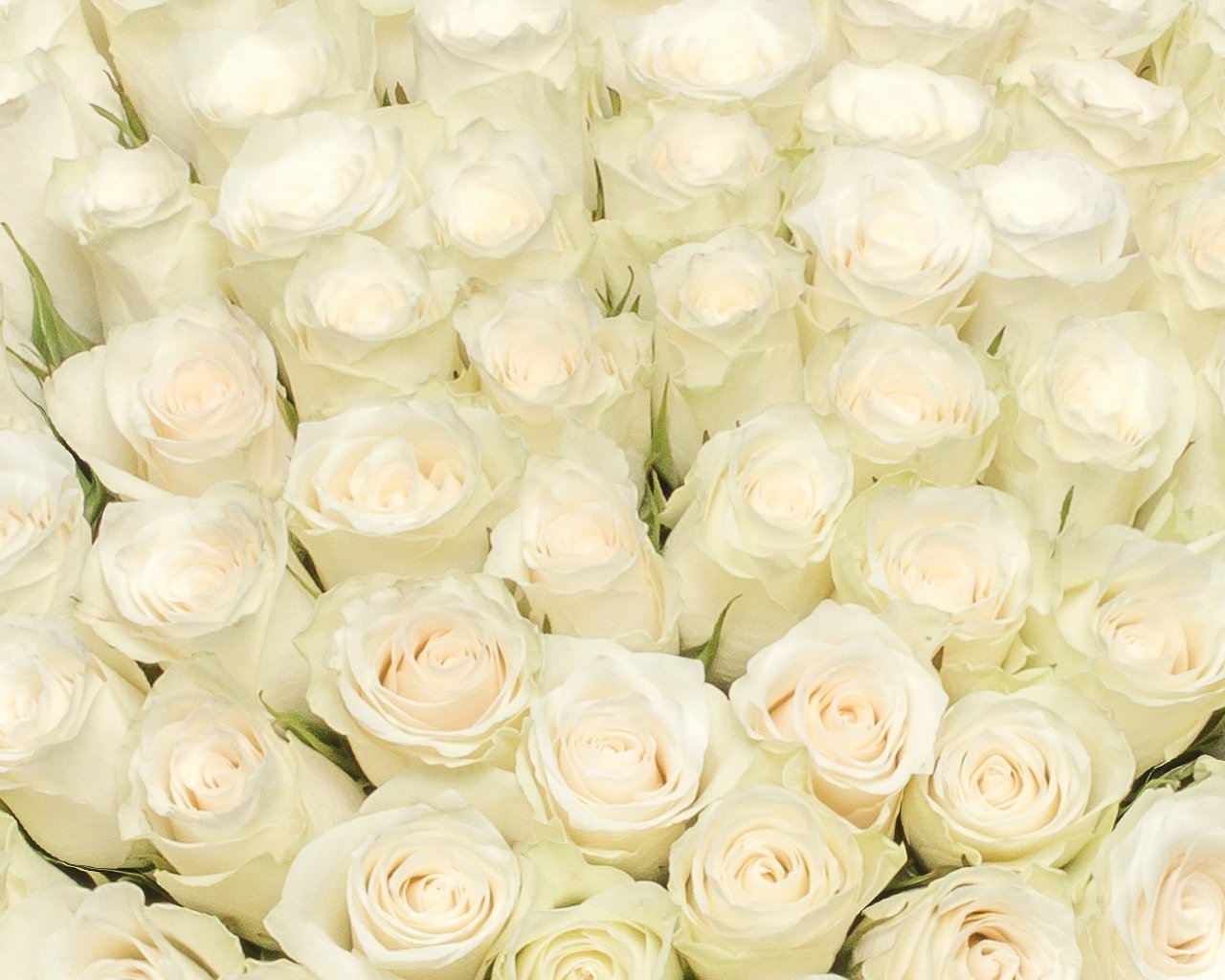 Букет из 101 белой розы 35-40 см (Кения) в стильной упаковке - 4