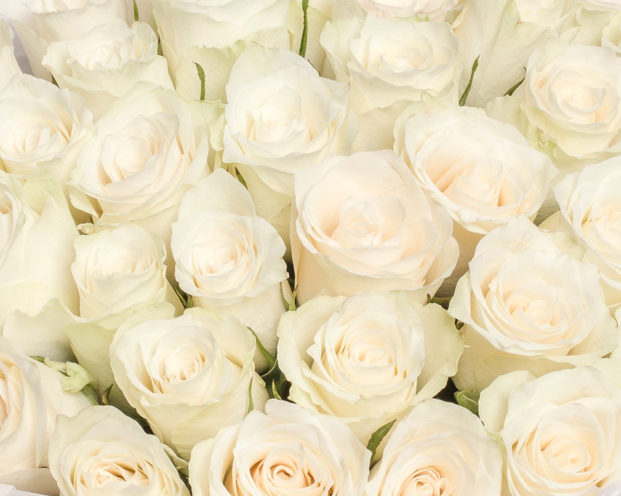 Букет из 35 белых роз 35-40 см (Кения) в стильной упаковке - 4