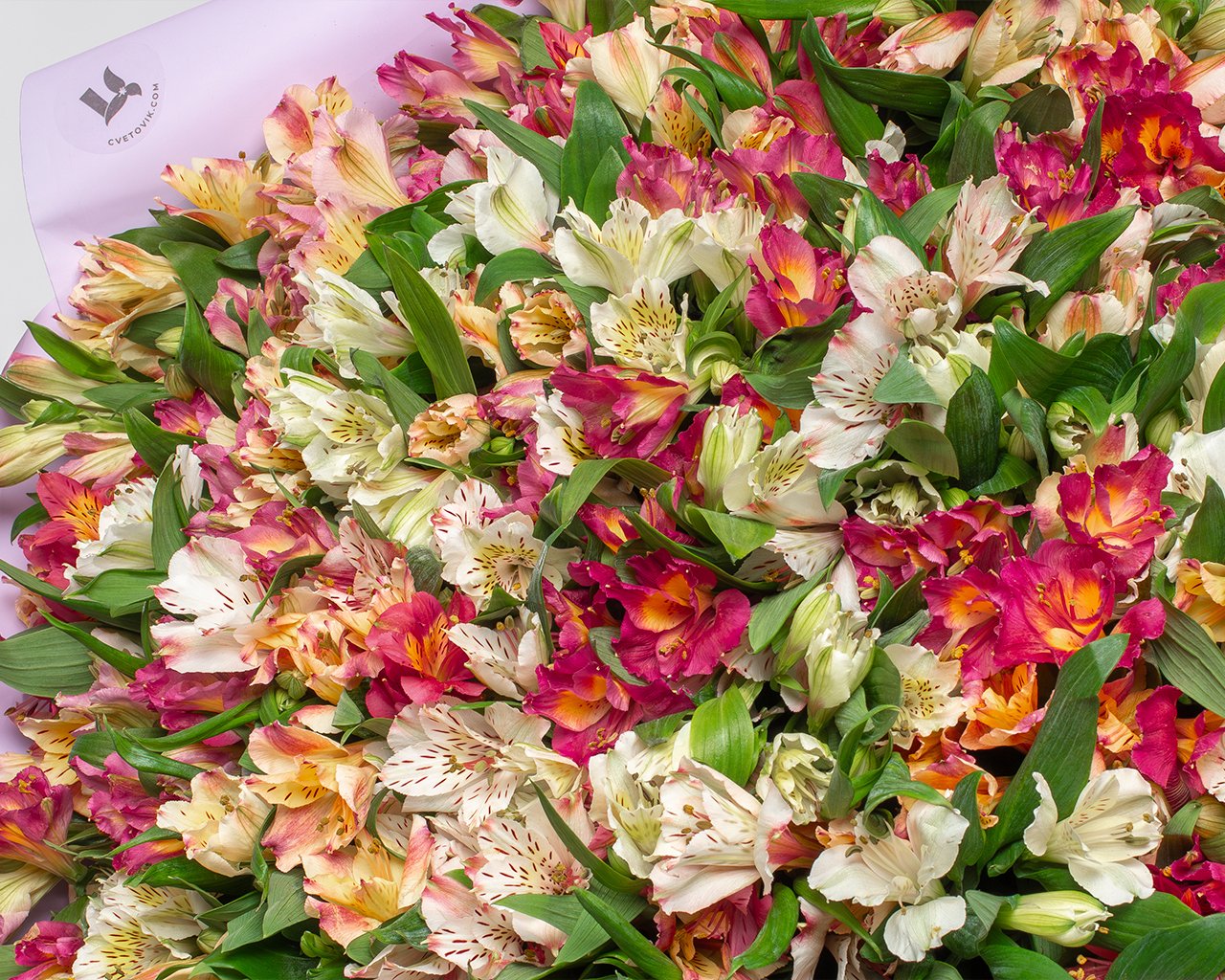 Букет из 101 альстромерии нежный микс в стильной упаковке - 4