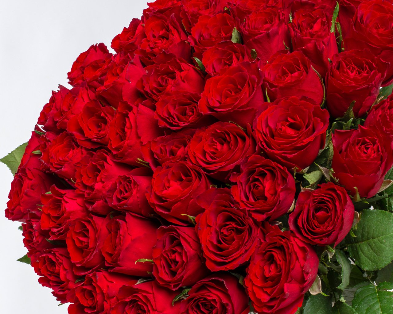 Букет из 51 красной розы 35-40 см (Кения) под ленту - 3
