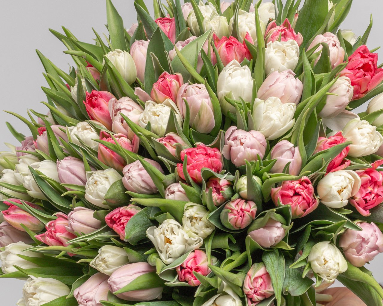 Букет из 101 тюльпана пионовидного микс под ленту - 3