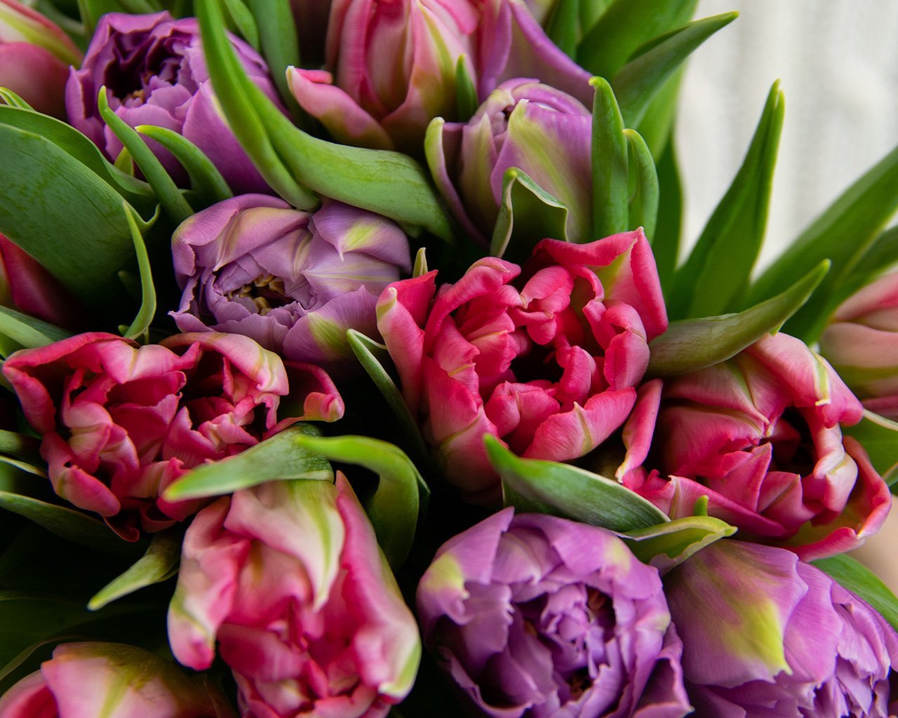 Букет из 25 пионовидных тюльпанов микс под ленту - 3