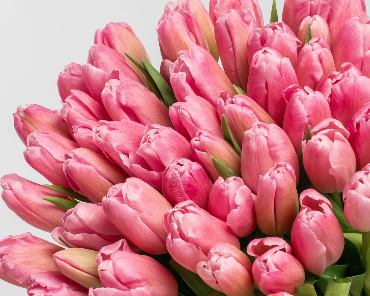 Букет из 51 розового тюльпана стандарт под ленту - 3