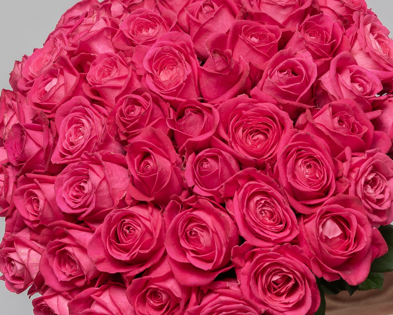 Букет из 51 малиновой розы 50-60 см (Россия) под ленту - 4