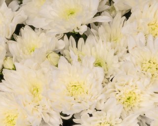 Букет из 11 белых кустовых хризантем в стильной упаковке  small - 4