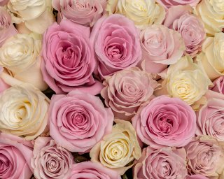 Букет из 75 роз микс  40-50 см (Эквадор) в стильной упаковке  small - 4