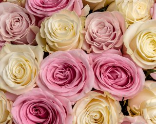 Букет из 35 premium роз 40-50 см микс (Эквадор) в упаковке  small - 4