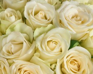 Роза Кения белая 35-40 см  small - 2