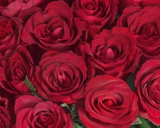 Роза Кения красная 35-40 см  small - 2