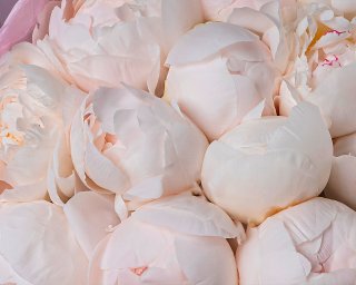 Букет из 21 белого пиона (Premium) в стильной упаковке small - 5