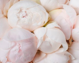 Букет из 25 белых пионов (Premium) под ленту small - 4