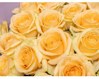 Букет из 25 кремовой розы 50-60 см (Россия) в упаковке  small - 4