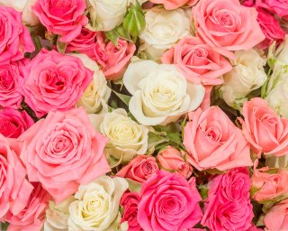 Букет из 11 кустовых роз микс 40 см (Кения) в стильной упаковке small - 4