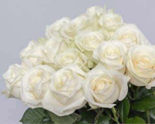 Букет из 15 белых роз 50-60 см (Россия) под атласную ленту  small - 4