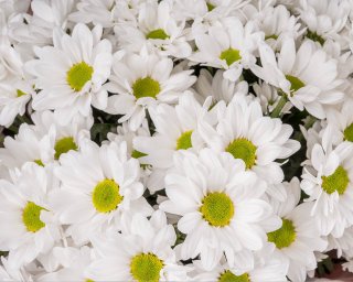 Букет из 11 хризантем Бакарди в стильной упаковке  small - 4