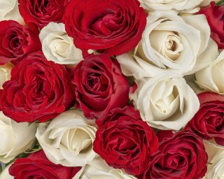 Букет из 51 красной и белой розы микс 35-40 см (Кения) под ленту  small - 3