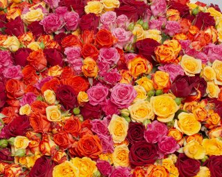 Букет из 101 кустовой высокой розы микс 70 см (Кения) в упаковке  small - 4