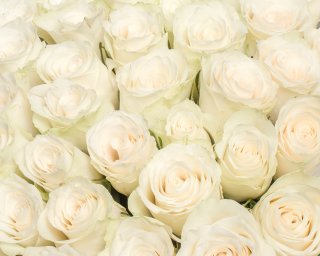 Букет из 51 белых роз 35-40 см (Кения) в стильной упаковке  small - 4