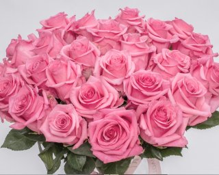 Роза Эквадор розовая 40 см. small - 3