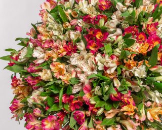 Букет из 101 альстромерии микс под ленту  small - 3