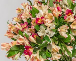 Букет из 25 альстромерий нежный микс под ленту  small - 3