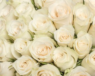 Букет из 35 белых роз 35-40 см (Кения) под атласную ленту  small - 3
