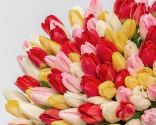 Букет из 101 тюльпана микс стандарт под ленту  small - 4