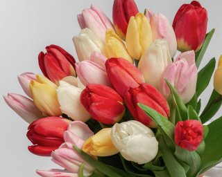 Букет из 25 тюльпанов стандарт микс под ленту  small - 3