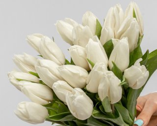 Букет из 25 белых тюльпанов стандарт под ленту  small - 3