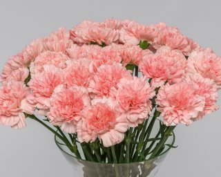 Гвоздика розовая  small - 3