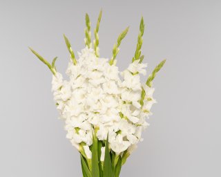 Гладиолусы белые  small - 2