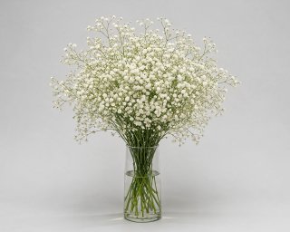 Пачка из 25 белых ветвей гипсофилы  small - 3