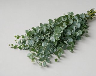Пачка из 10 ветвей эвкалипта  small - 2