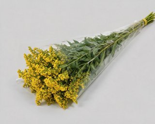Пачка из 10 ветвей солидаго  small - 2