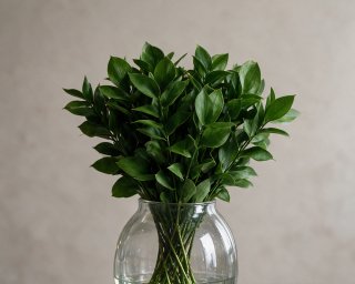 Пачка из 10 ветвей рускуса  small - 3