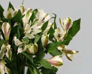 Альстромерия белая  small - 3