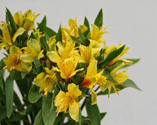 Альстромерия желтая  small - 3