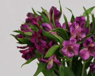 Альстромерия фиолетовая  small - 3