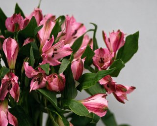 Альстромерия малиновая  small - 3