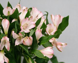 Альстромерия розовая  small - 3