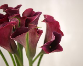 Каллы бордовые  small - 3