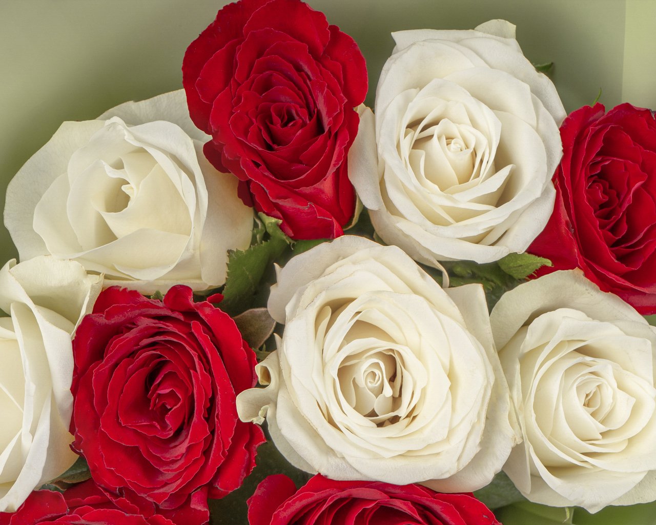 Букет из белых и красных роз (Кения) 35-40 см в упаковке      11 шт - 4