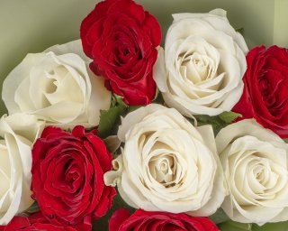 Букет из белых и красных роз (Кения) 35-40 см в упаковке      11 шт small - 4